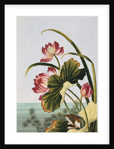 18th Century French Print of Red Water Lily of China by Anonymous