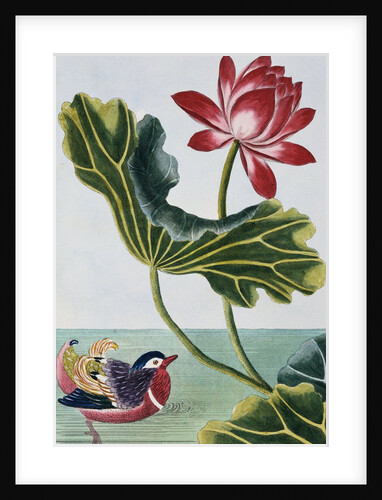 18th Century French Print of Red Water Lily of China II. by Anonymous