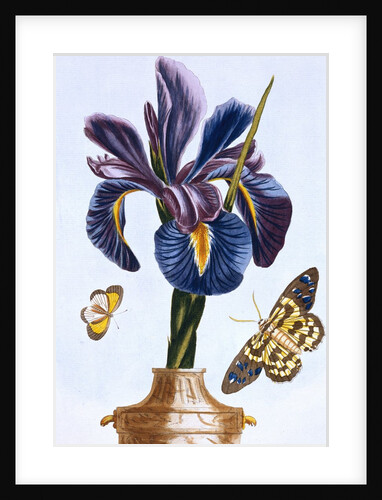 18th Century French Print of Common Iris With Butterflies by Anonymous