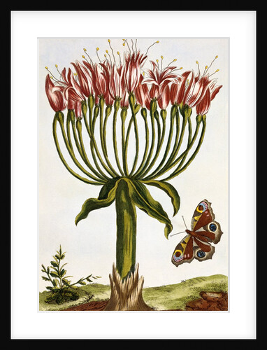 18th Century French Print of La Brunswick and Butterfly by Anonymous