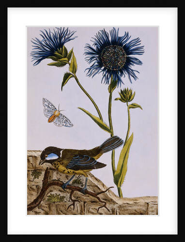 18th Century French Print of Cornflower by Anonymous