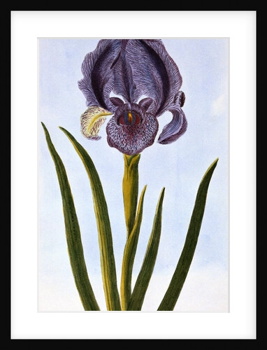18th Century French Print of Mourning Iris by Anonymous