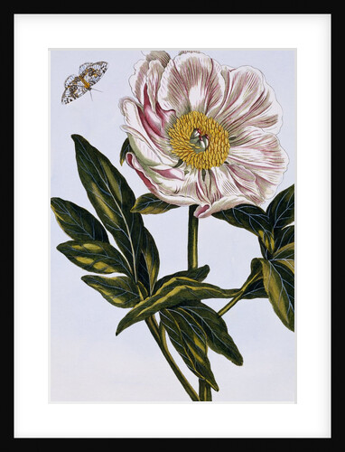 18th Century French Print of Flesh-coloured Common Peony by Anonymous