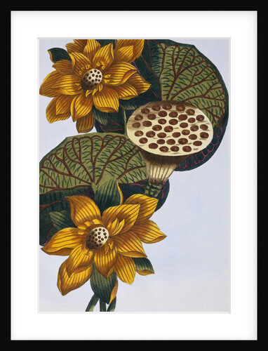 18th Century French Print of Waterlily by Anonymous