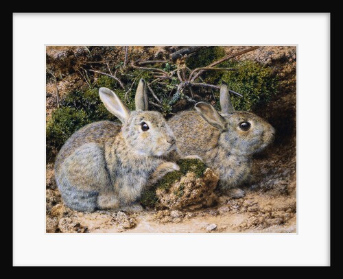 Two Rabbits by John Sherrin