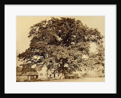 Oak in Summer by Edward Fox
