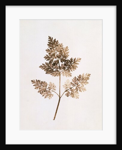Fronds of Leaves by William Henry Fox Talbot