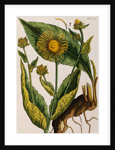 Elecampane by Elizabeth Blackwell