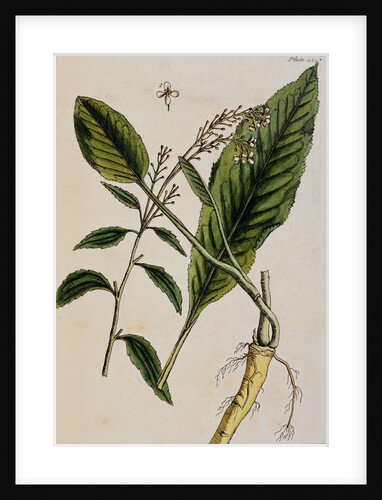 Horseradish by Elizabeth Blackwell