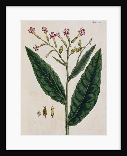 Tobacco Plant by Elizabeth Blackwell