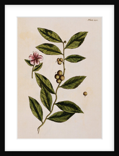 Green Tea by Elizabeth Blackwell