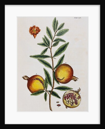 Pomegranate by Elizabeth Blackwell