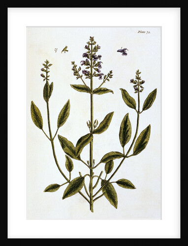 Sage by Elizabeth Blackwell