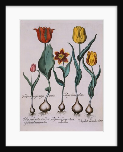Tulipa Engraving by Basil Besler