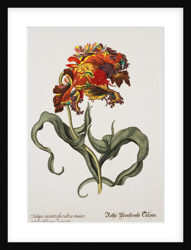 Tulipa Monstrosa Rubra Maior Lithograph by Johan Wilhelm Weinmann