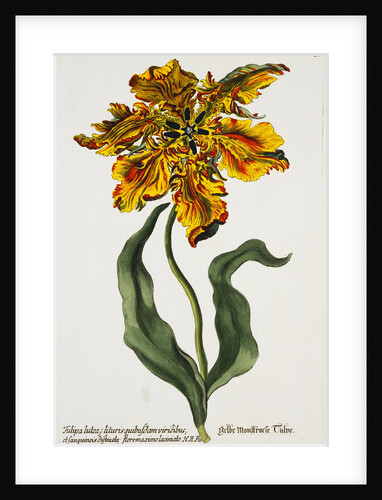 Tulipa Lutea Lithograph by Johan Wilhelm Weinmann