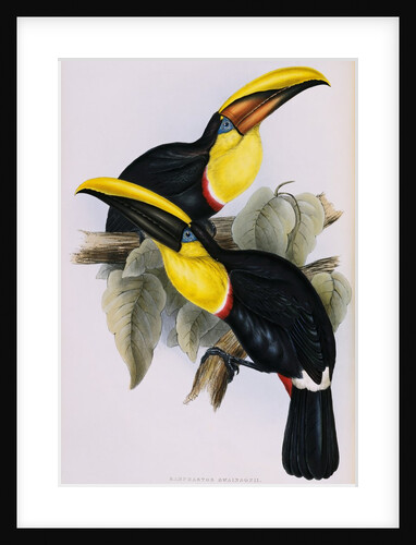 Toucan Lithograph From Gould Book of Toucans by Anonymous