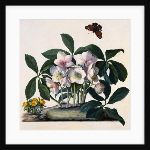 Helleborus Niger Rose and Butterfly Lithograph by Georg Dionysius Ehret
