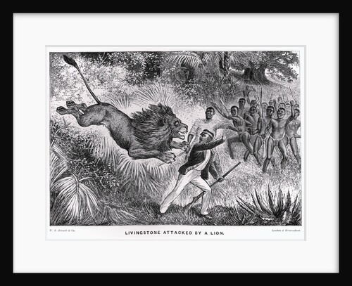 Livingstone Attacked by a Lion by Anonymous