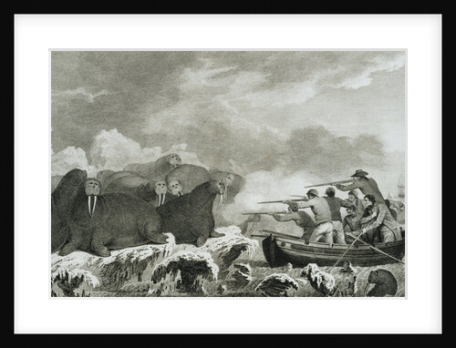 Captain Cook's Men Shooting Sea Horses by John Webber