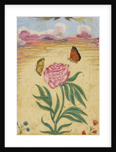 Mughal Miniature Painting Depicting a Peony with Birds of Paradise and Butterflies by Corbis