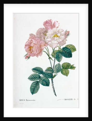 Rosa Demascena by Pierre Joseph Redoute