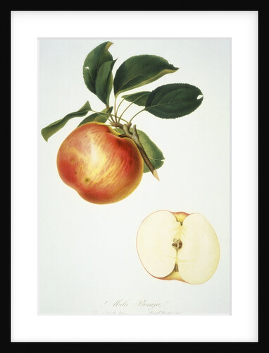 Mela Panaja Print by Bernard Rosaspina