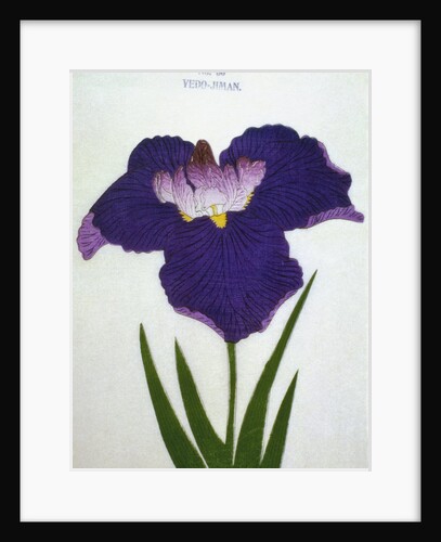 Yedo-Jiman Book Illustration of a Purple Iris by Anonymous