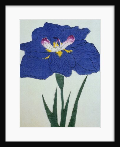 O-Sho-Kun Book Illustration of a Blue Iris by Anonymous