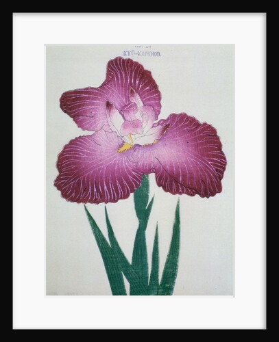 Kyo-Kanoko Book Illustration of a Dark Pink Iris by Anonymous