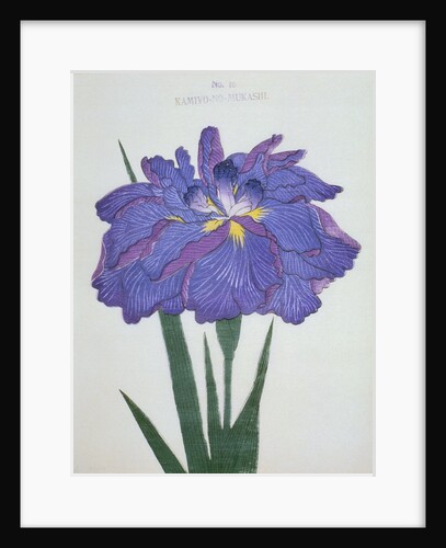 Kamiyo-No Mukashi Book Illustration of a Blue and Purple Iris by Anonymous