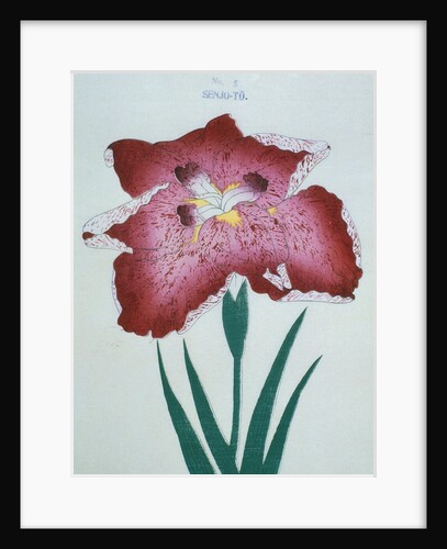 Senjo-To Book Illustration of a Red Iris by Anonymous