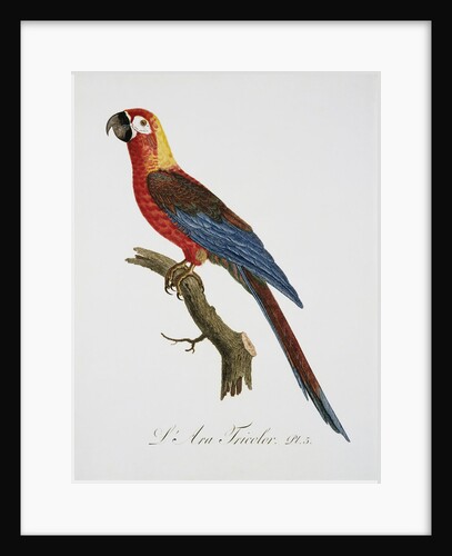 Tricolor Macaw by Jacques Barraband