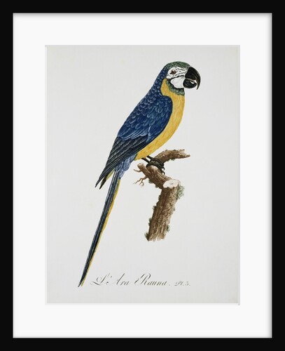 Blue and Gold Macaw by Jacques Barraband