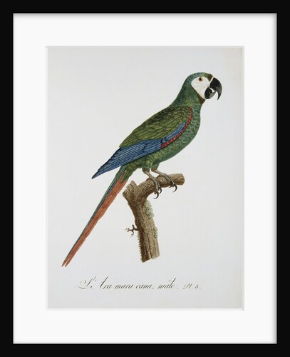 Male Blue-Winged Macaw by Jacques Barraband