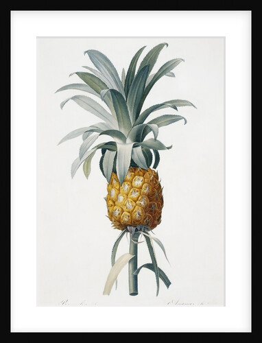 Bromelia ananas by Pierre Joseph Redoute
