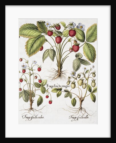 Three Varieties of Strawberry by Basil Besler