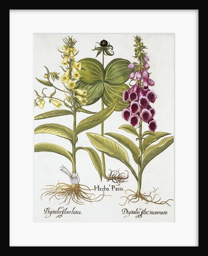 Herb Paris, Common Foxglove and Large Yellow Foxglove by Basil Besler