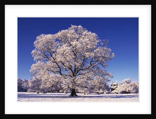 Snow-covered Tree in Belvoir Park by Anonymous