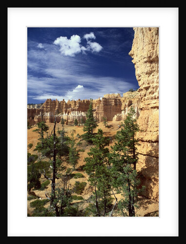 Hoodoos and Ponderosa Pines by Anonymous