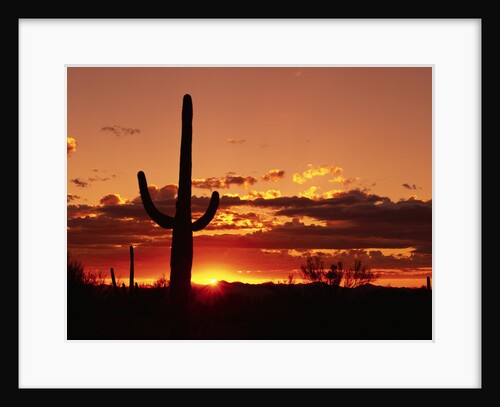 Saguaro at Sunset by Anonymous