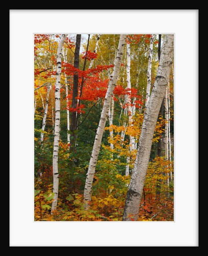 Birch and Maple Trees in Autumn by Anonymous