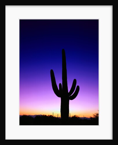 Saguaro at Twilight by Anonymous