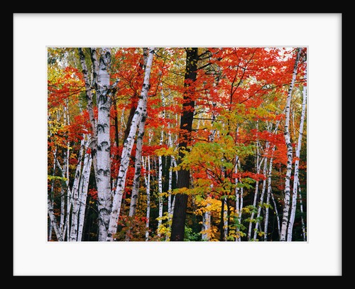 Birch and Maple Trees in Autumn by Anonymous