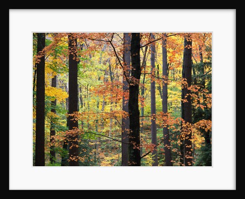 Red Maples in Berkshire Forest by Anonymous