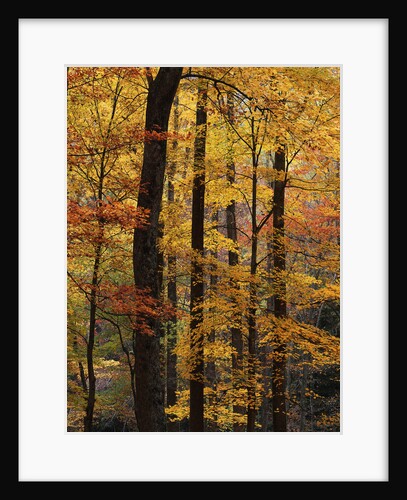 Deciduous Forest in Autumn by Anonymous