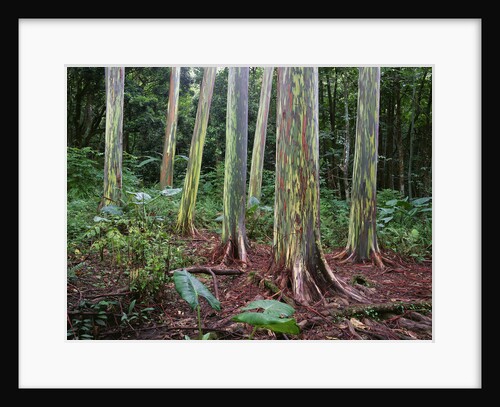 Mindanao Gums by Anonymous