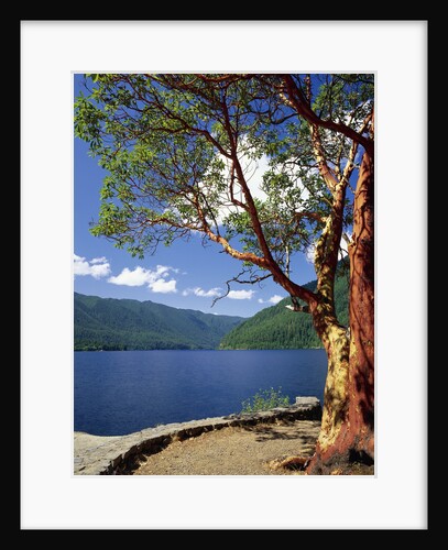 Pacific Madrone and Crescent Lake by Anonymous