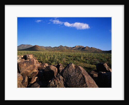 Saguaro National Park by Anonymous