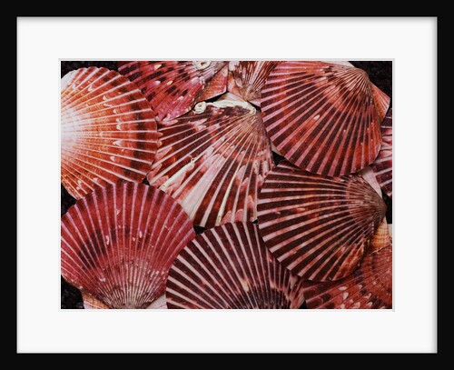 Scallop Shells by Anonymous